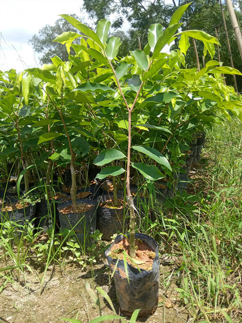 下沉的幼苗与切桑树苗有关系,而青南树苗则与珍稀植物园有关系。