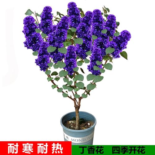 丁香花树苗