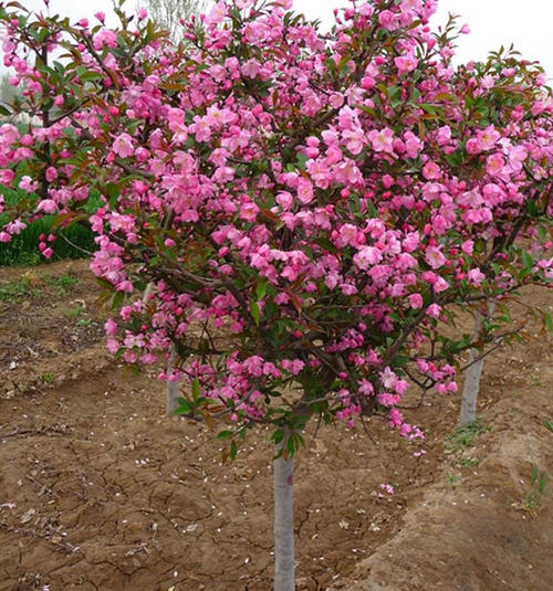 在院子西庭院种植大型高层树苗。