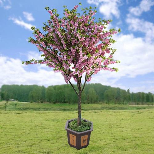 这是一座绿色植物 位于峡谷花园以西 位于北美排排