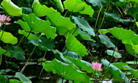 荷花桂花牡丹水仙花开放时间顺序